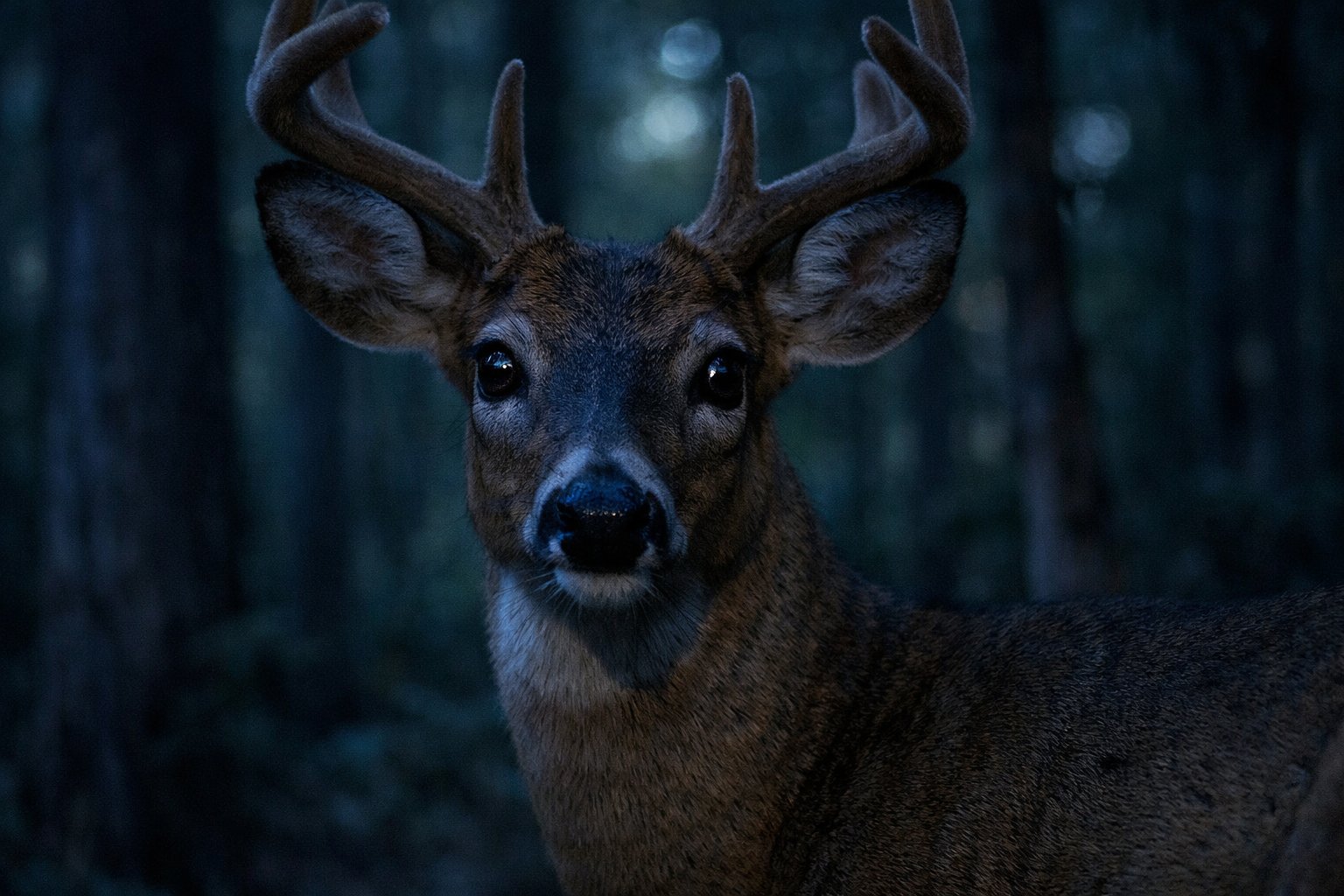 A deer standing in a forest at dusk with wide eyes reflecting soft moonlight.