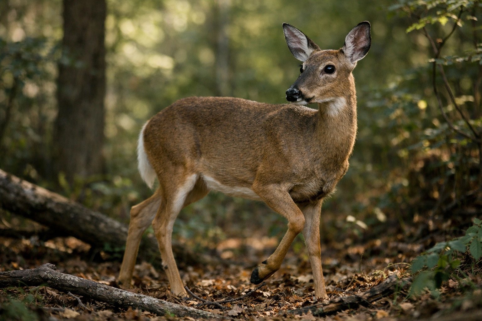 A deer standing alert in a forest with sunlight filtering through trees and surrounding foliage.