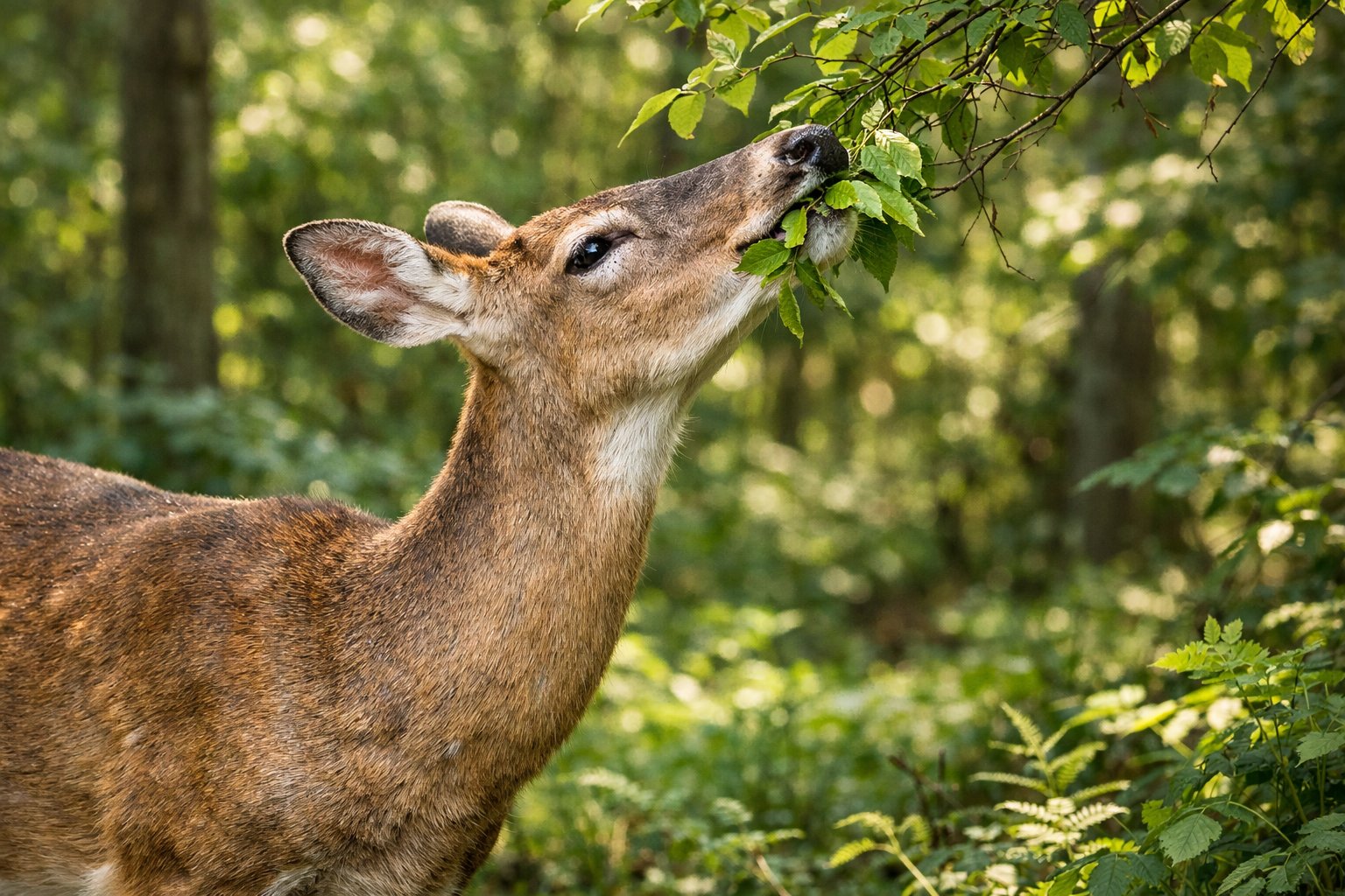 A deer eating green leaves from a branch in a forest.