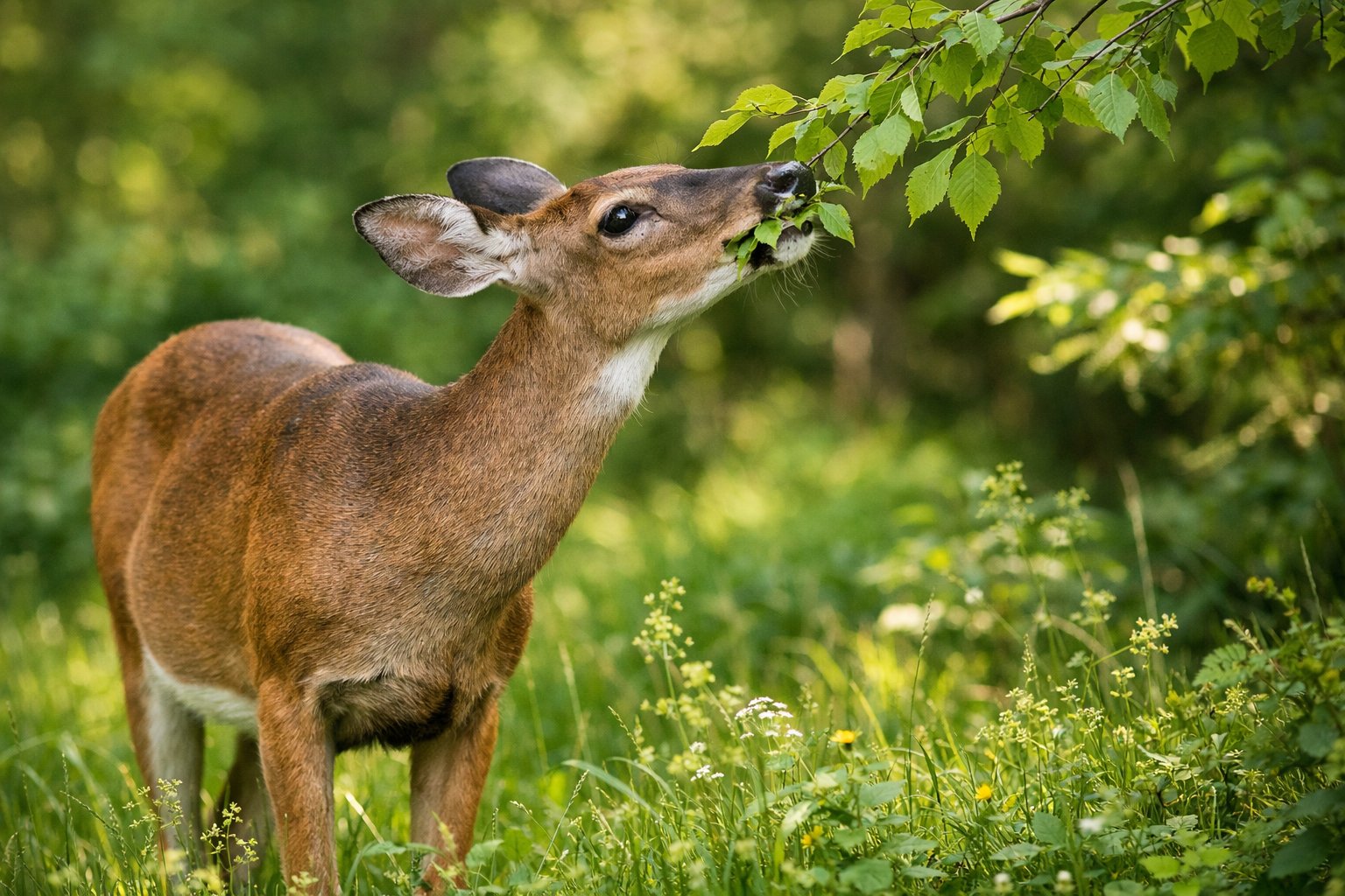 A deer eating green leaves in a forest clearing surrounded by plants and sunlight.