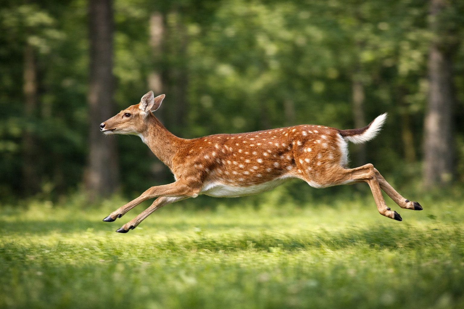 A deer running quickly through a forest clearing with trees and greenery in the background.