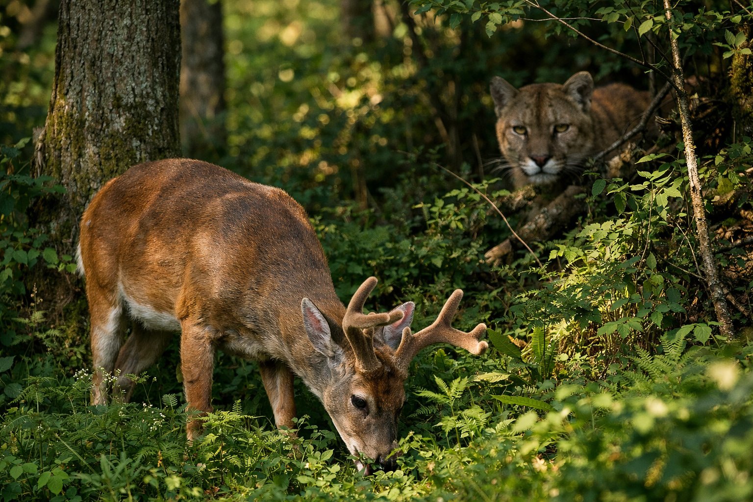 A deer grazing in a forest with a large predator watching from behind trees.