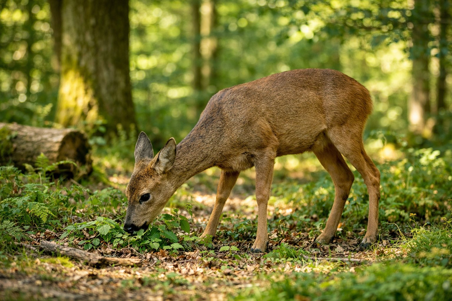 A wild deer feeding on natural vegetation in a green woodland setting during the day.