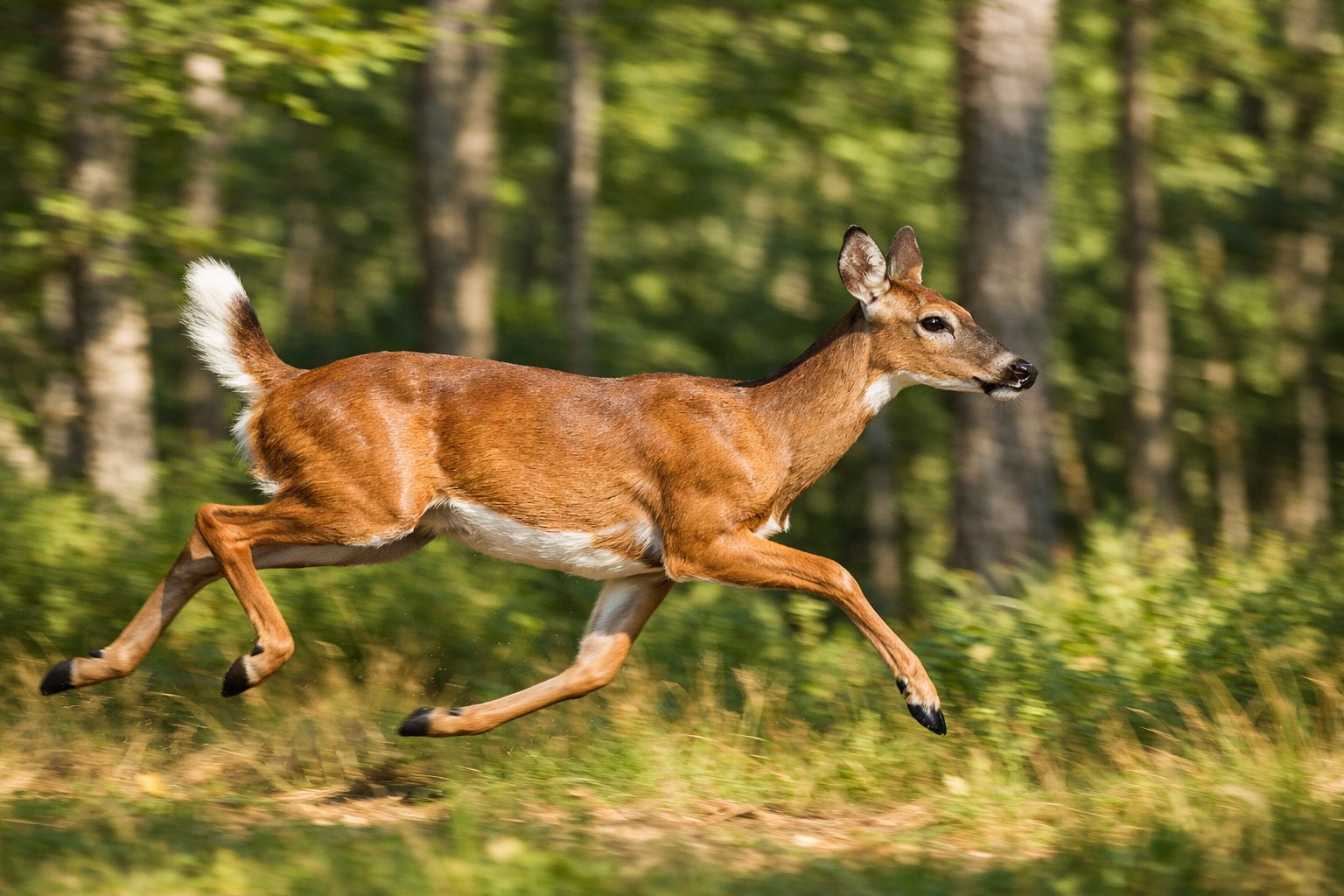 A deer running quickly through a sunlit forest with trees and greenery in the background.