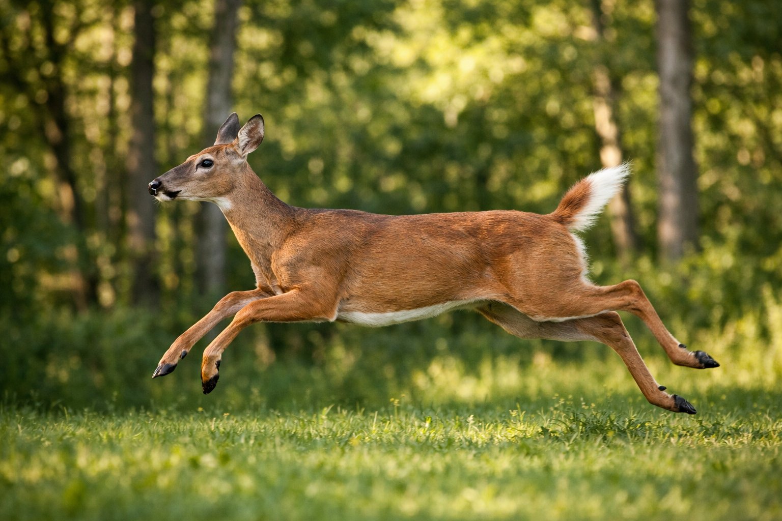A deer running quickly through a sunlit forest clearing.