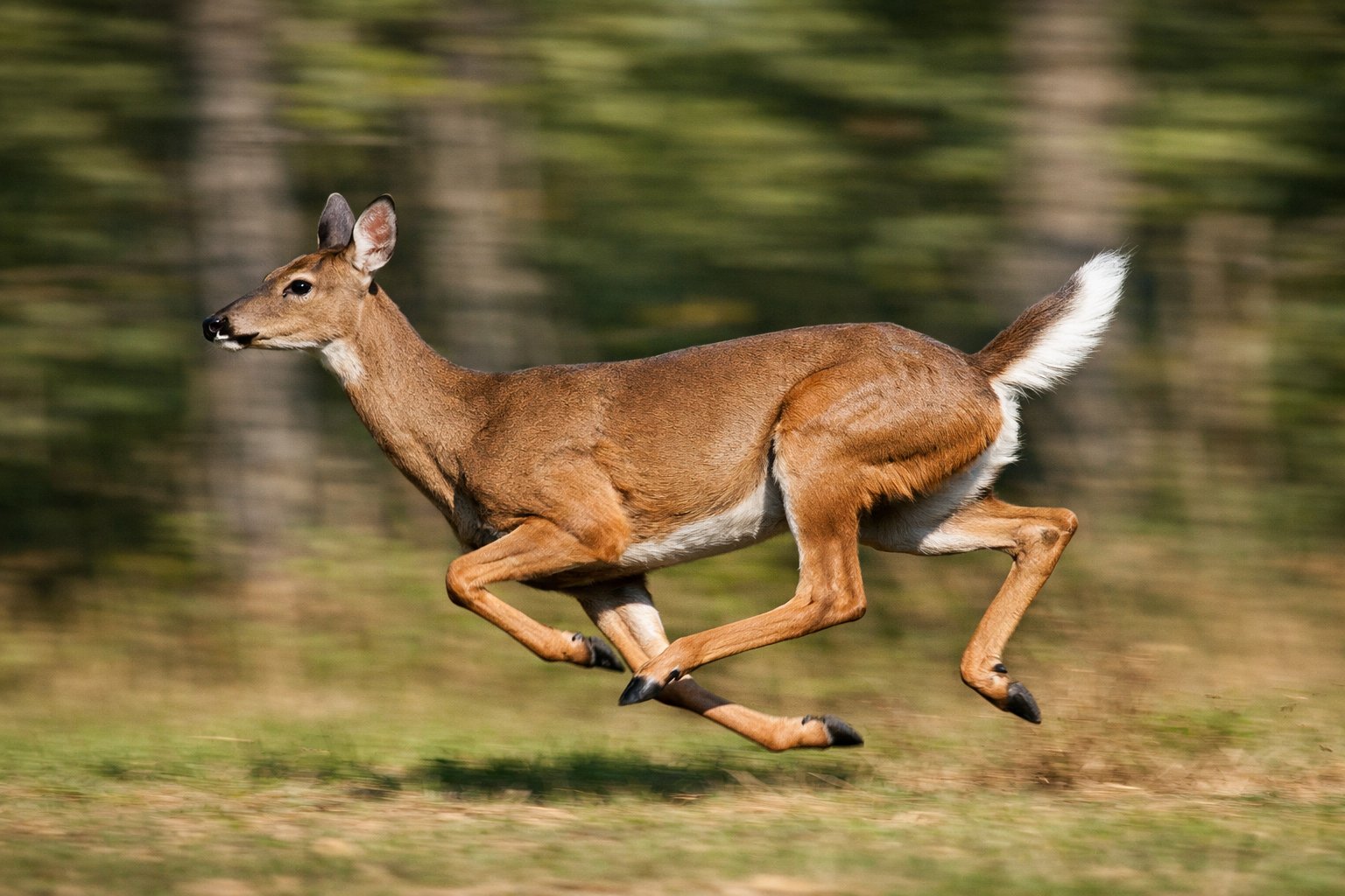 A deer running quickly through a forest clearing with muscles visibly flexed.