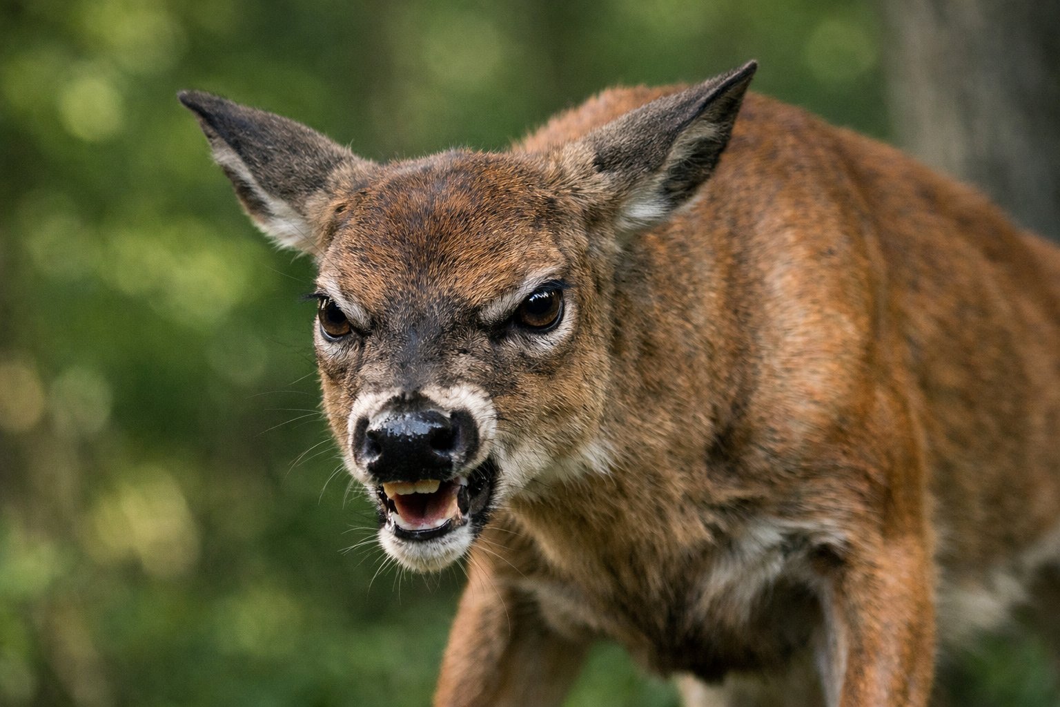 Close-up of a deer in a forest with ears pinned back and tense expression indicating agitation.