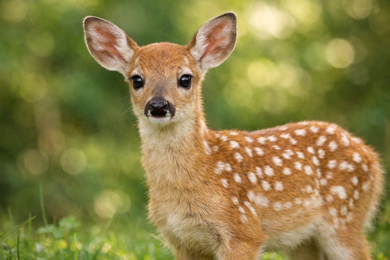 A young deer fawn standing in a green forest clearing with sunlight filtering through the trees.