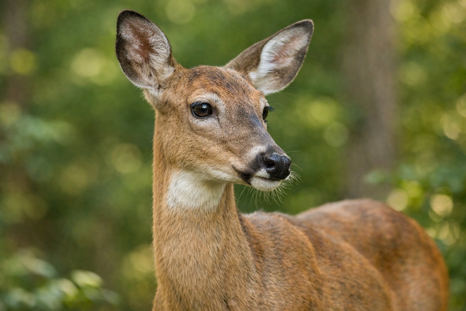 A close-up of a calm deer in a forest with alert eyes and ears, surrounded by green foliage.