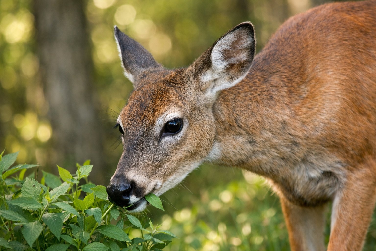A deer grazing in a forest with sunlight filtering through the trees.