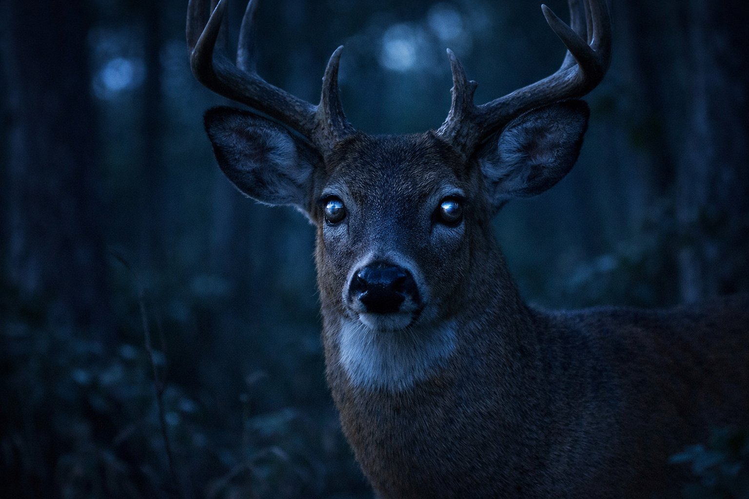 A deer standing in a dark forest at twilight with its eyes reflecting light.