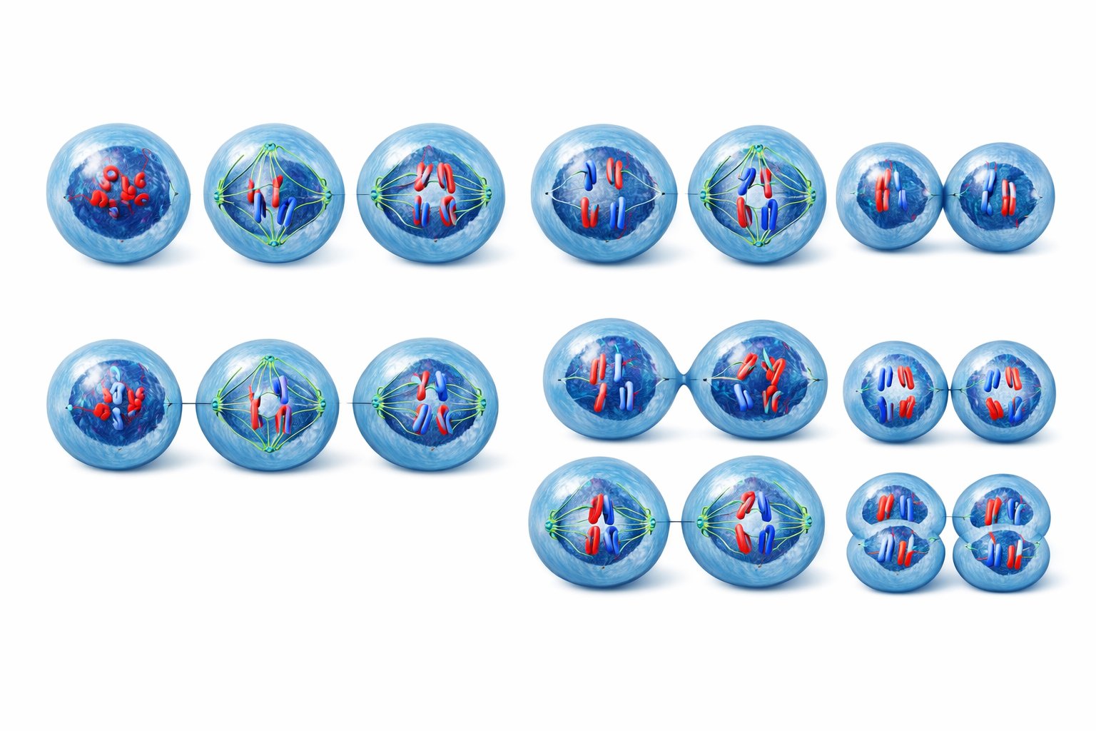 Prikaz faza mitoza i mejoza s detaljnim stanicama koje prolaze kroz različite faze diobe kromosoma.