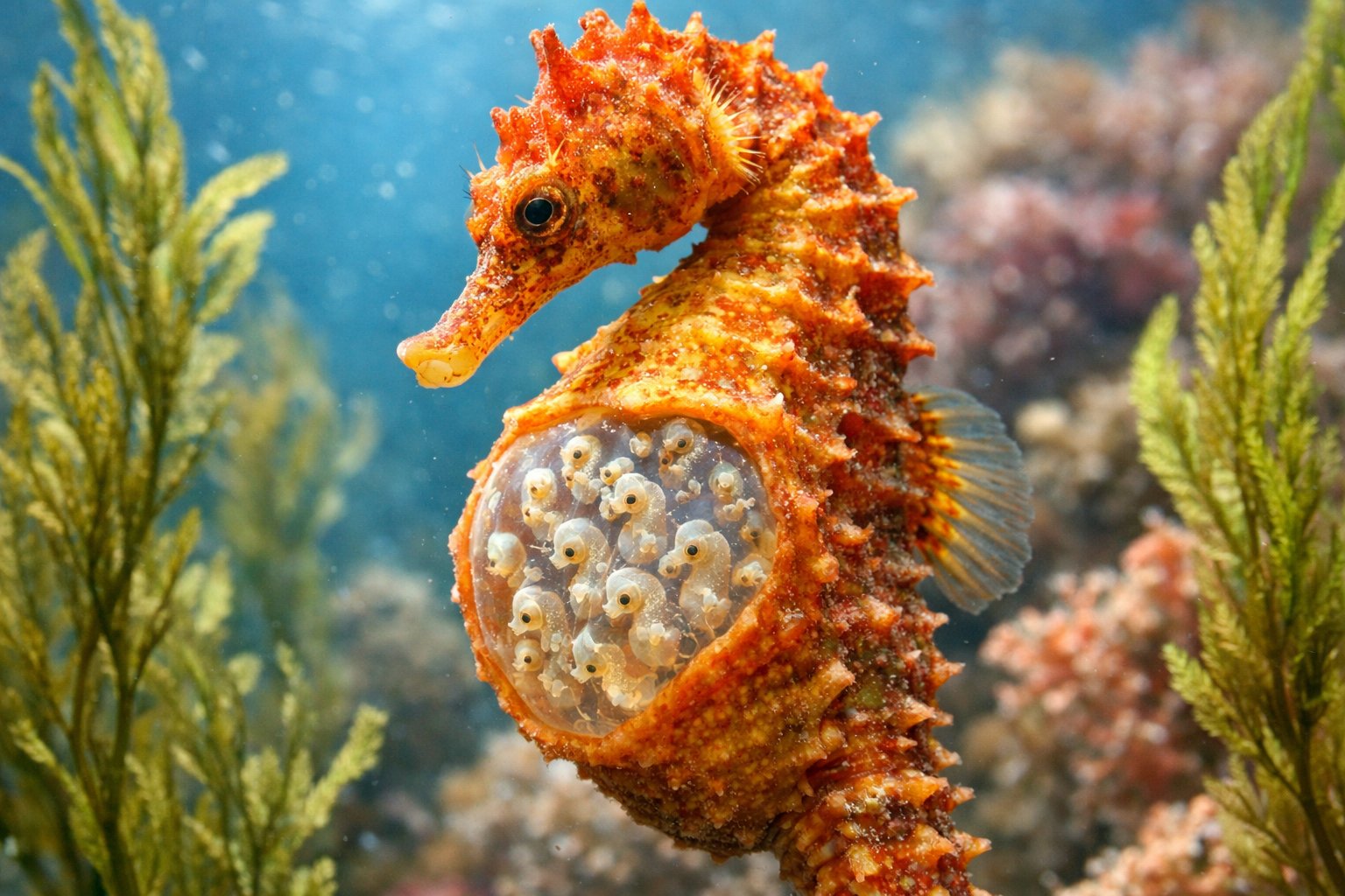 Close-up of a male seahorse carrying tiny embryos in its brood pouch underwater among aquatic plants and coral.