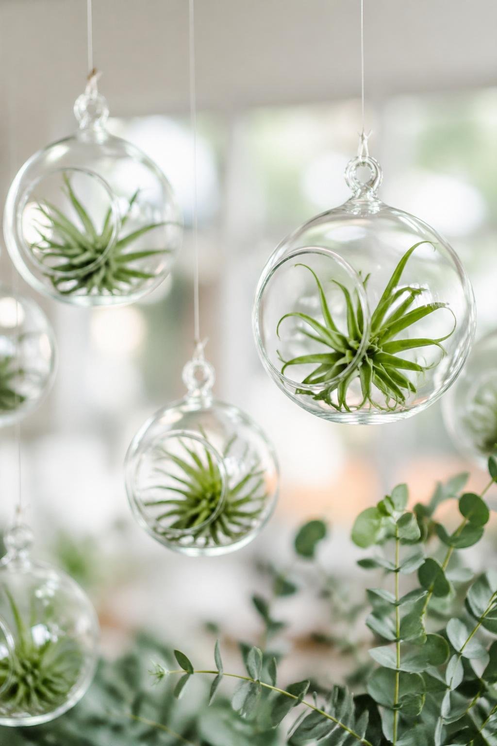 Several hanging glass globes containing green air plants suspended indoors with soft natural light.