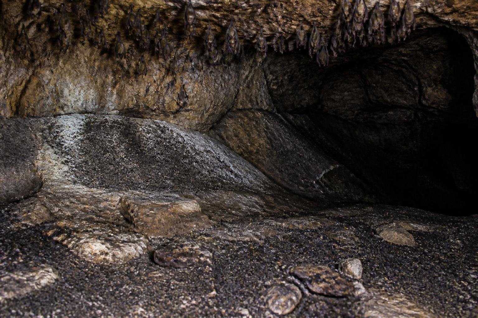 Inside a dark cave with bats hanging from the ceiling and bat droppings visible on the rocky floor.