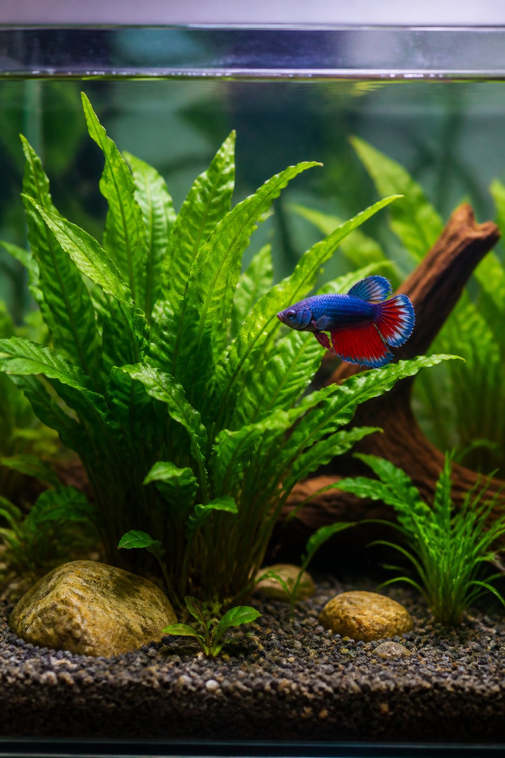 A betta fish swimming near broad, slightly rippled Cryptocoryne wendtii leaves rooted in dark aquarium substrate.