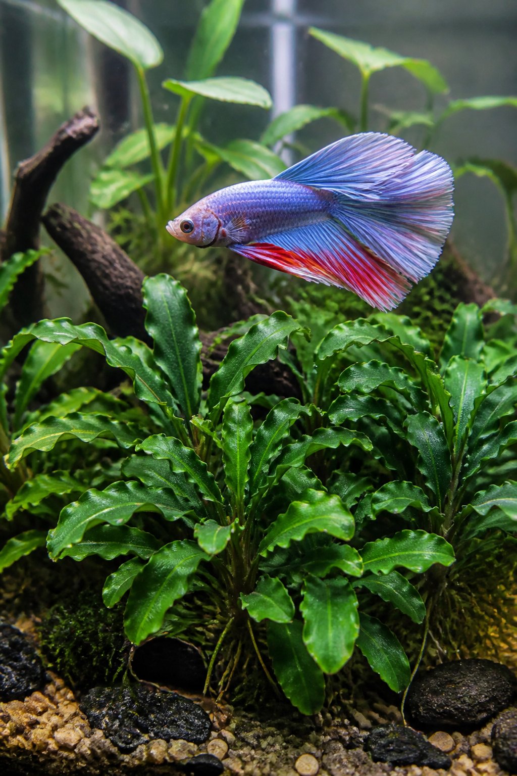 Small, dark green wavy-edged Bucephalandra leaves attached to a piece of driftwood in a clear aquarium, with a betta fish hovering nearby.