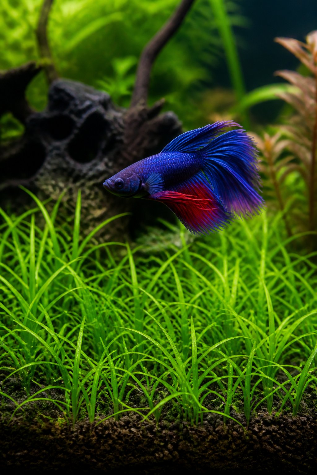 A foreground view of a dense pygmy chain sword carpet in a freshwater aquarium, with a betta fish hovering just above the short green blades.