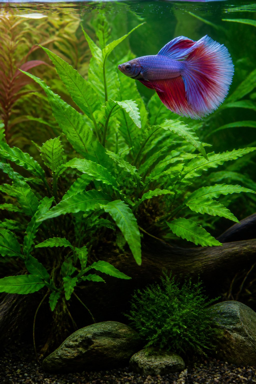 Dark green, deeply lobed Bolbitis heudelotii fronds attached to a piece of driftwood in a freshwater aquarium, with a betta fish resting in the open space above.