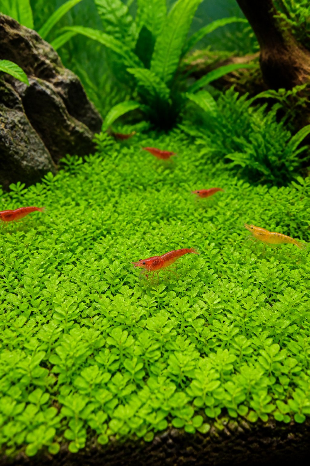 Wide underwater shot of a planted aquarium foreground covered in a dense, bright green carpet of tiny round leaves, with small shrimp moving across the surface.