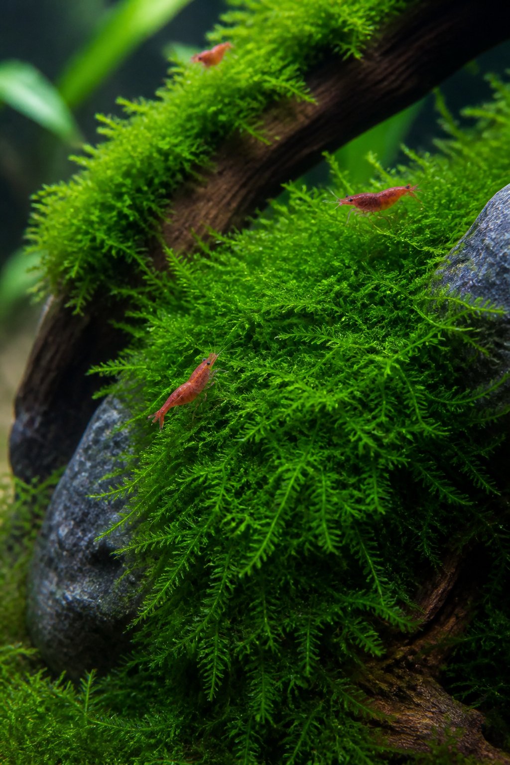 Close-up of green Christmas Moss growing in layered frond tips on aquarium rocks, with small shrimp visible grazing along the surface.