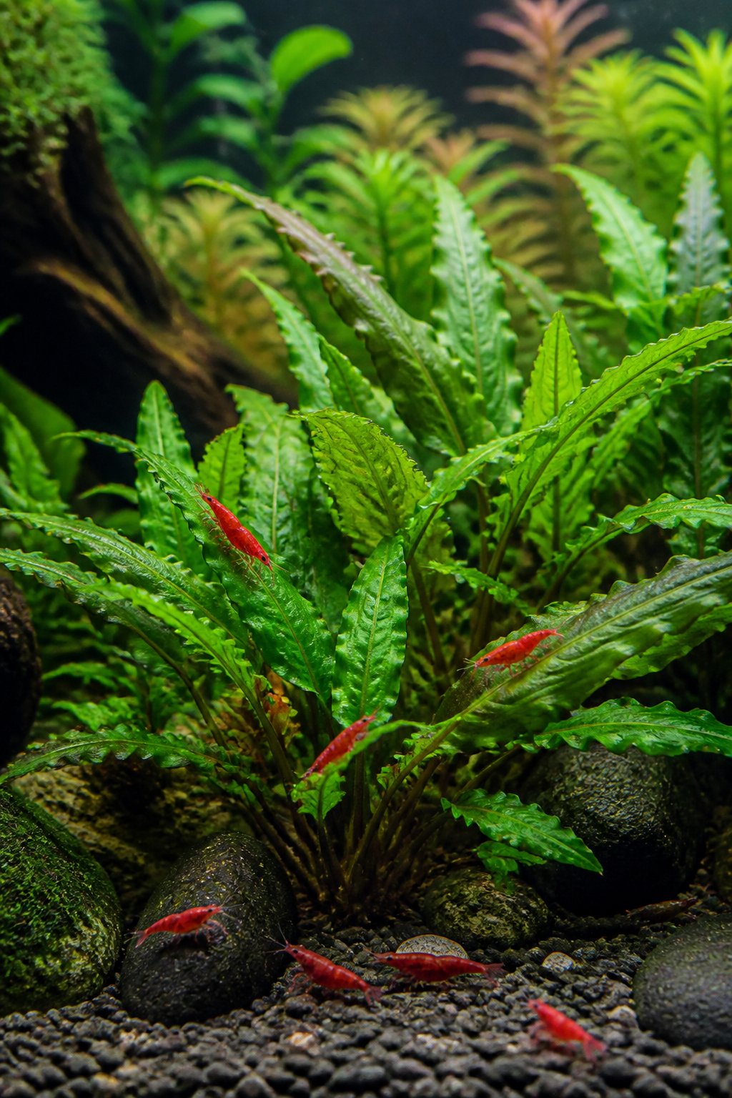 An aquarium mid-shot showing Cryptocoryne wendtii plants with dark green and brownish textured leaves, small red Neocaridina shrimp moving through the lower leaf bases.
