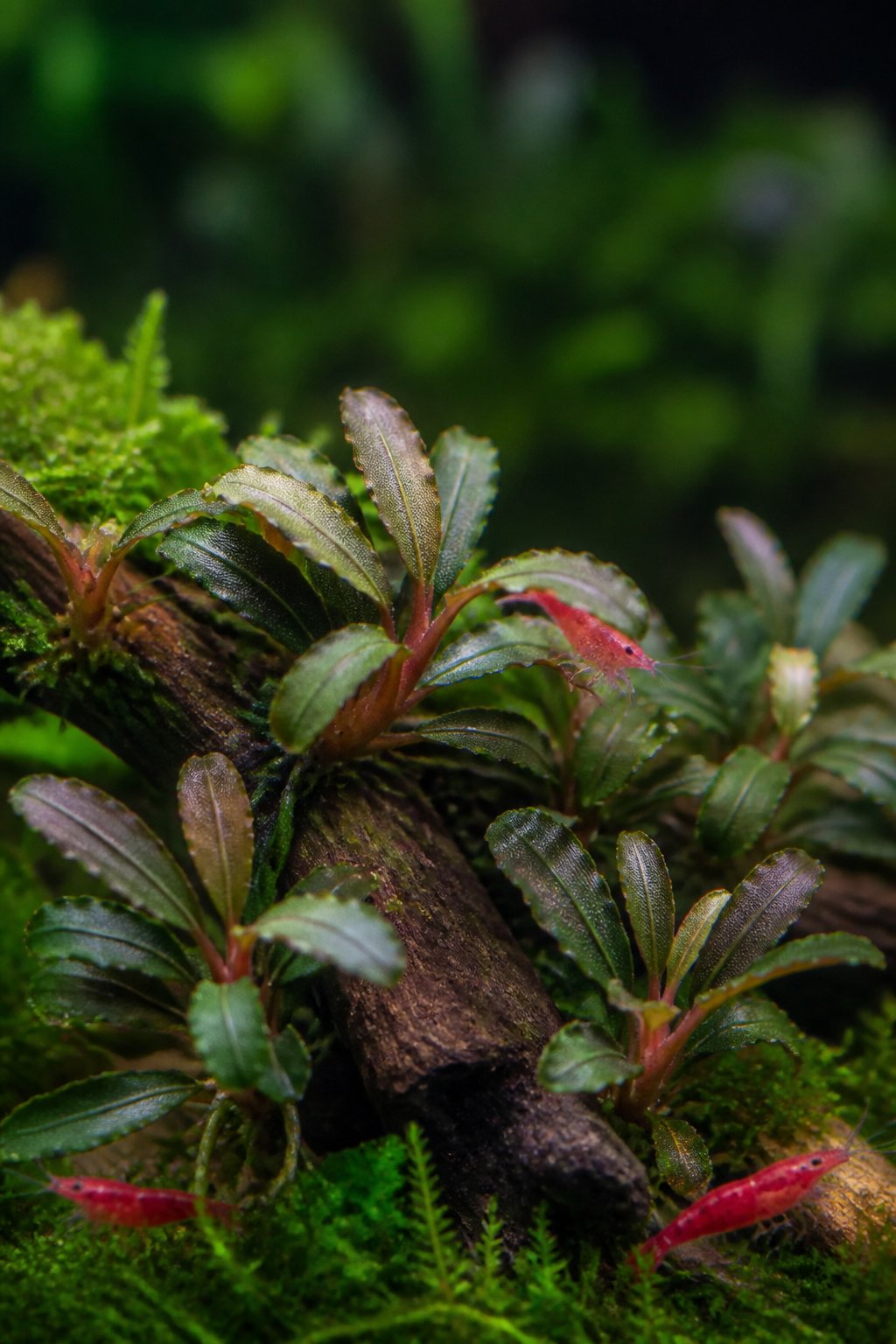 Close-up of Bucephalandra Brownie Ghost with dark bronze-green leaves attached to a textured rhizome on driftwood, small Neocaridina shrimp nearby on the wood surface.