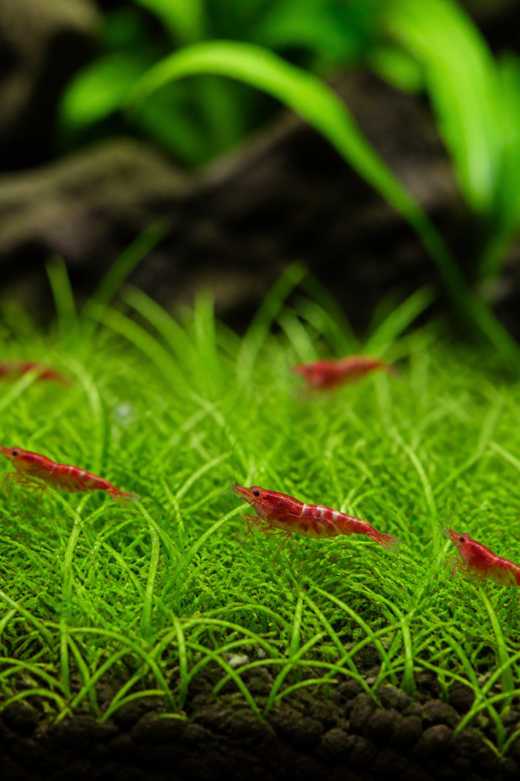 Close-up of narrow bright green grass-like Lilaeopsis brasiliensis blades carpeting the bottom of a freshwater aquarium, with small red shrimp moving between the stems.