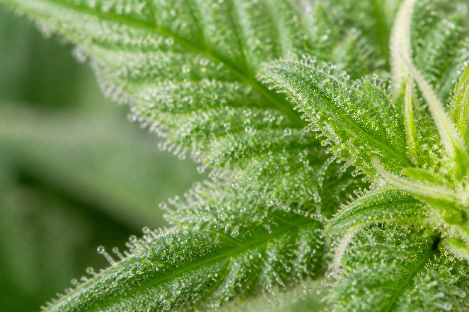 Qué son los terpenos 9 Primer plano de hojas verdes de planta con gotas visibles en la superficie, mostrando detalles naturales de la planta.