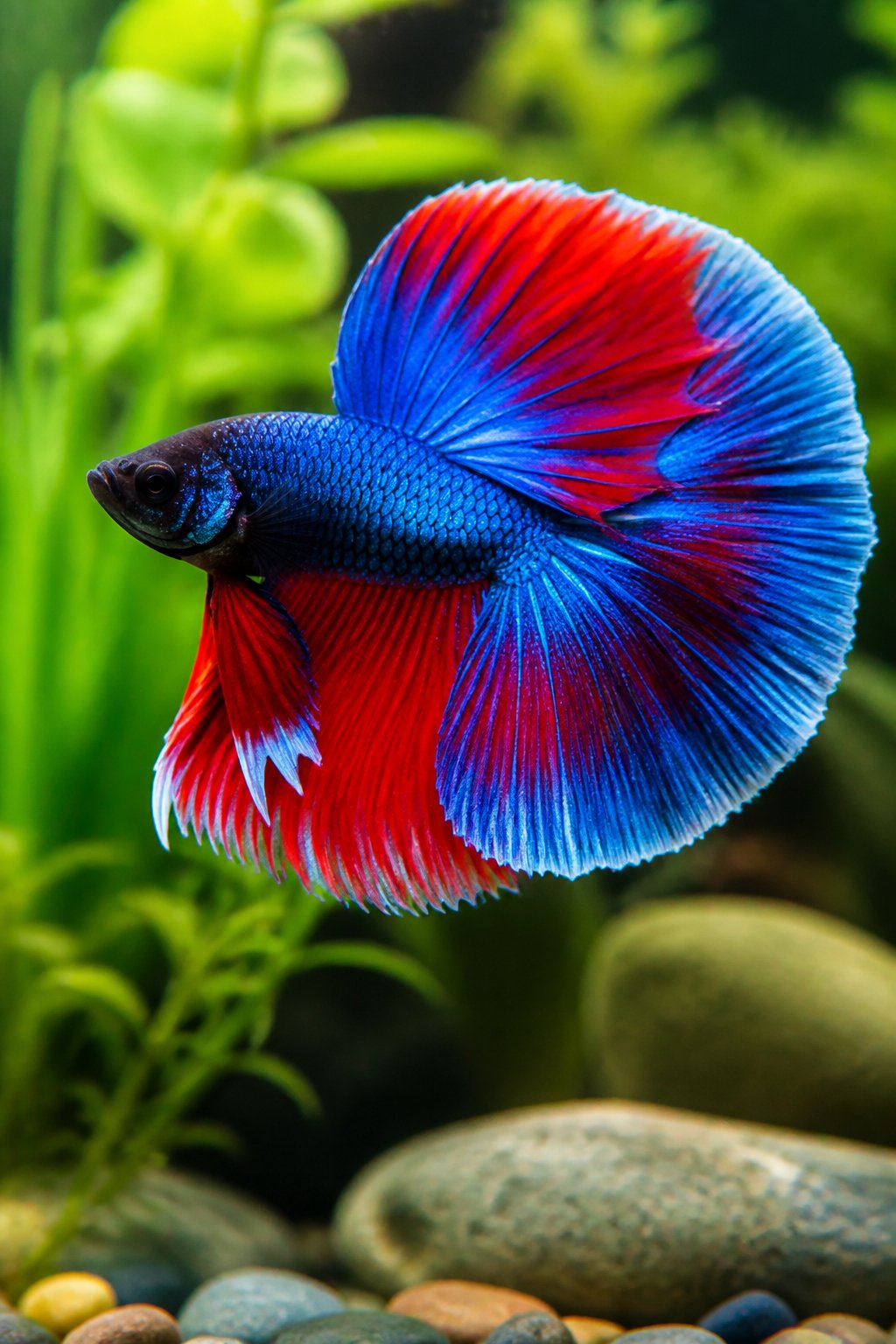 14 Types of Betta Fish You'll Actually See for Sale 6 A vivid blue and red halfmoon betta fish with a wide, fan-shaped tail spread nearly 180 degrees, floating near broad aquatic plant leaves with smooth pebbles below.