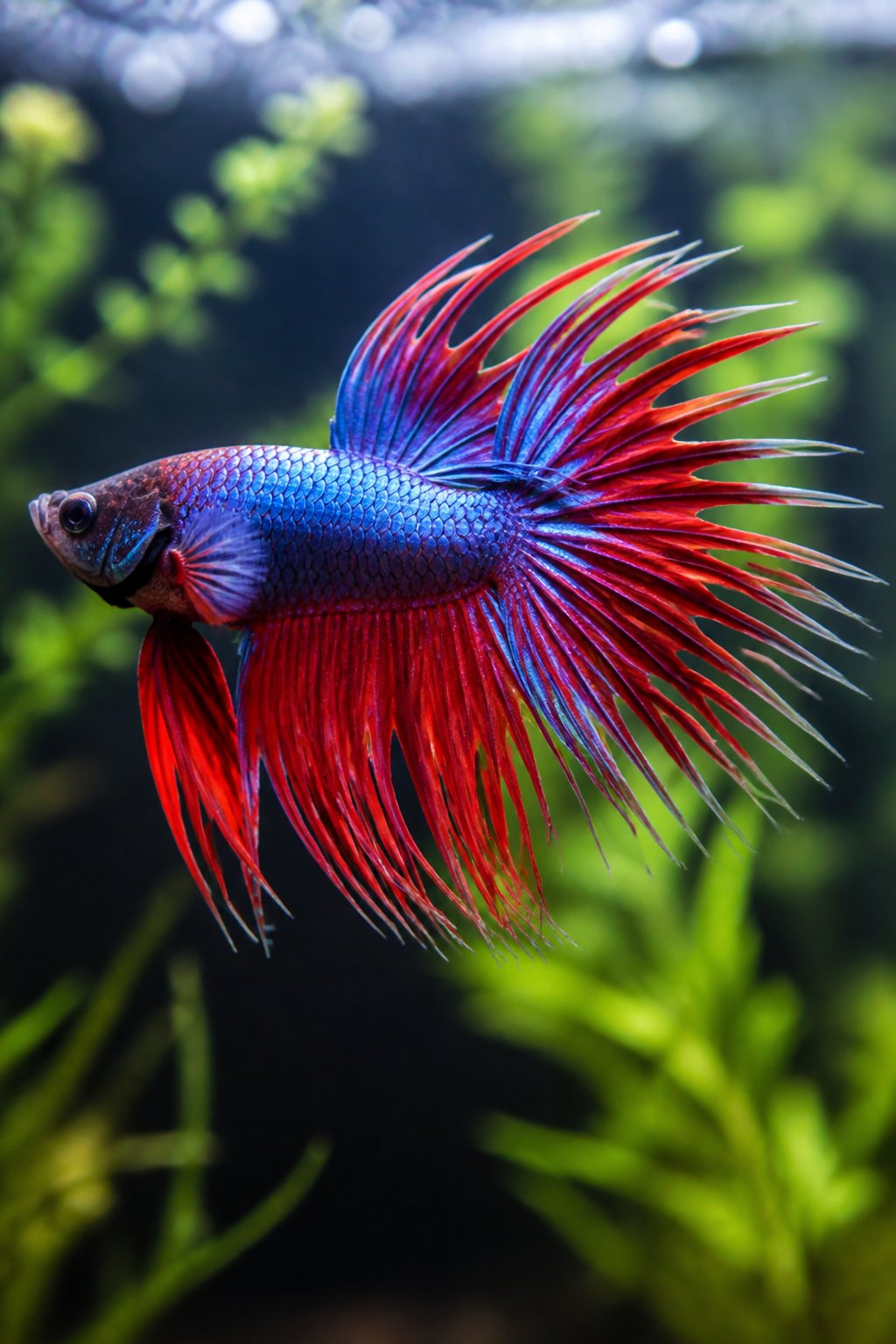 14 Types of Betta Fish You'll Actually See for Sale 7 A deep red crowntail betta fish with dramatically spiked, ray-tipped fins fanned out against a backdrop of softly blurred green aquatic plants.