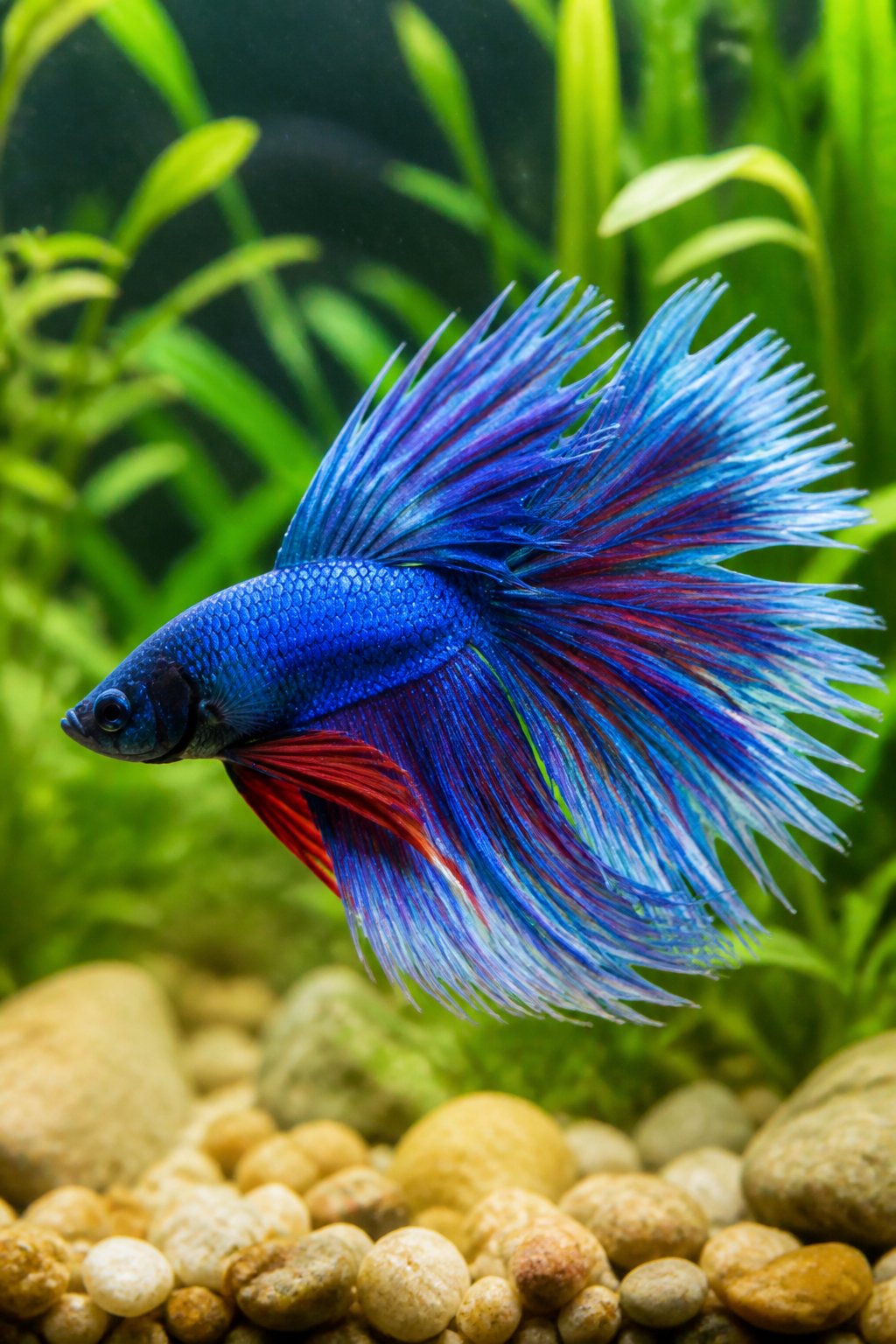 14 Types of Betta Fish You'll Actually See for Sale 13 A pale blue and white feathertail betta fish with delicately fringed, translucent fin edges gliding above smooth aquarium pebbles with soft green plants behind.