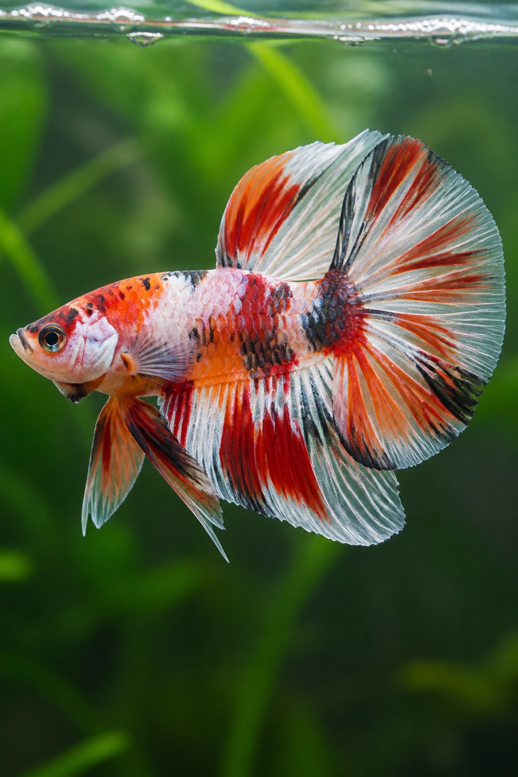 14 Types of Betta Fish You'll Actually See for Sale 17 A koi marble betta fish with large blotches of orange, white, black, and red on rounded fins, swimming in a clear planted tank with green stem plants behind.