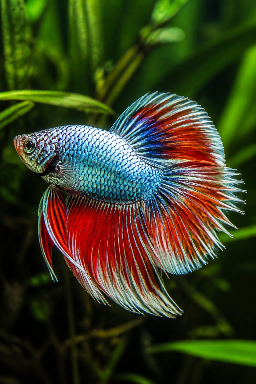 14 Types of Betta Fish You'll Actually See for Sale 18 A metallic red dragon scale betta fish with thick, raised iridescent scales catching the light like overlapping coins, swimming near green aquatic plant stems.