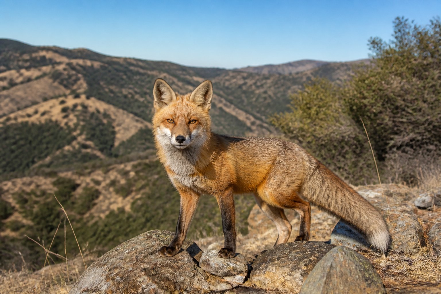 Are There Foxes In California? Species And Where They Live Are There Foxes In California? Species And Where They Live