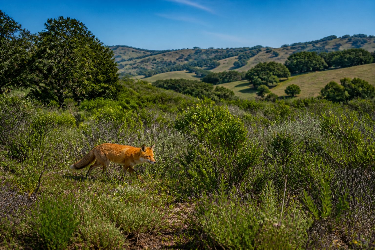 A red fox walking through grassy hills and oak woodlands in a California landscape with rolling hills and clear sky.