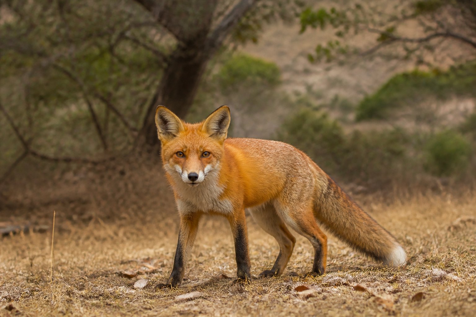 A red fox standing alert in a natural California woodland area with dry grass and oak trees.