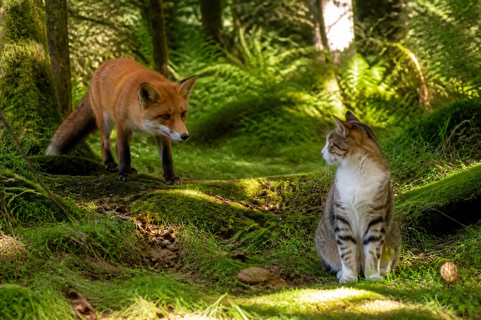 A red fox and a domestic cat in a forest clearing, facing each other among green plants and fallen leaves.