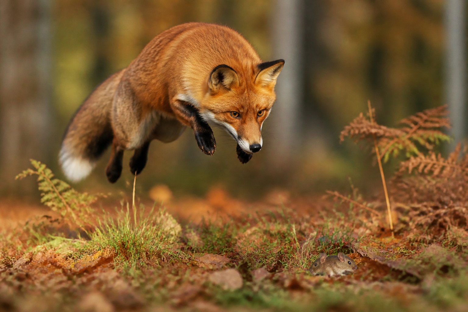 A red fox in a forest setting crouched and focused, preparing to hunt among fallen leaves and trees.