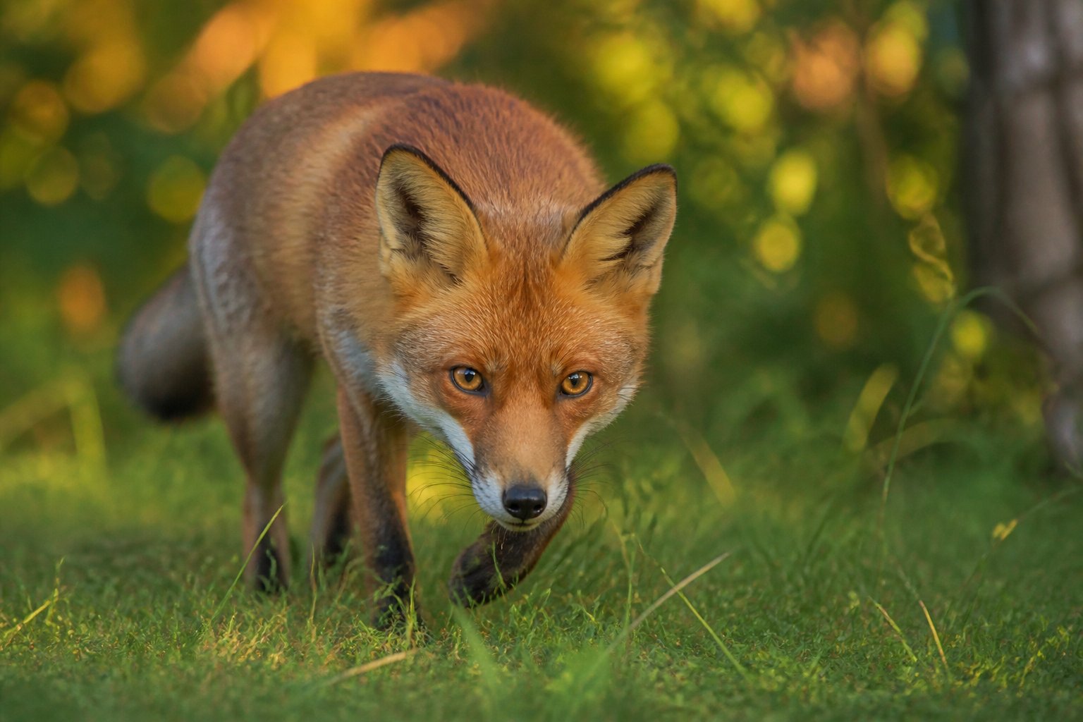 A red fox in a forest, alert and focused, with ears perked and eyes fixed on prey in the grass.