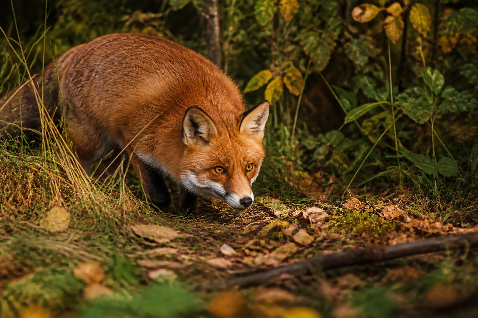 A red fox crouched low in a forest, surrounded by tall grasses and trees, appearing focused as it hunts.