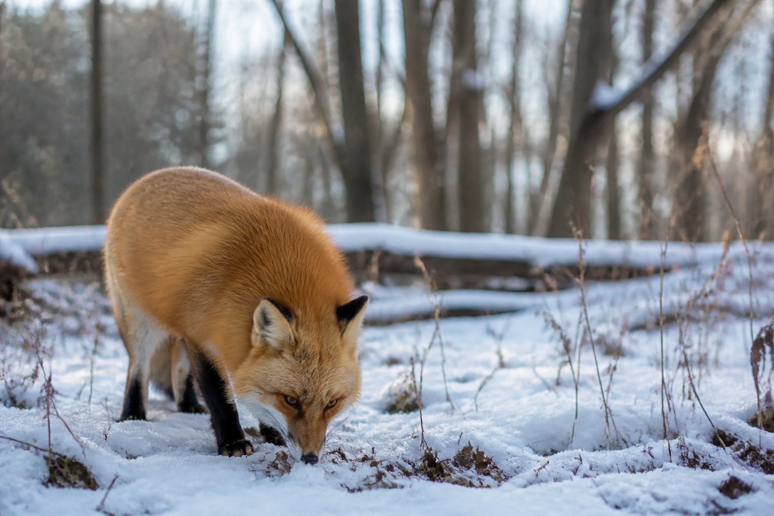 A red fox in a snowy forest sniffing the ground while searching for food in winter.