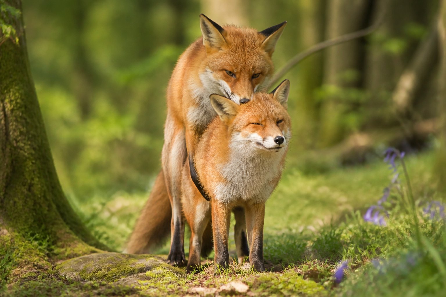 Two red foxes nuzzling each other in a green forest clearing during mating season.