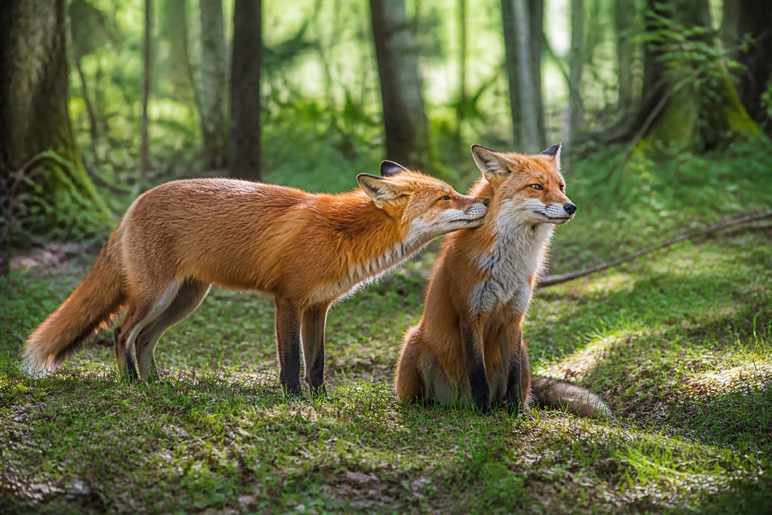 Two red foxes interacting gently in a forest clearing surrounded by trees and greenery.