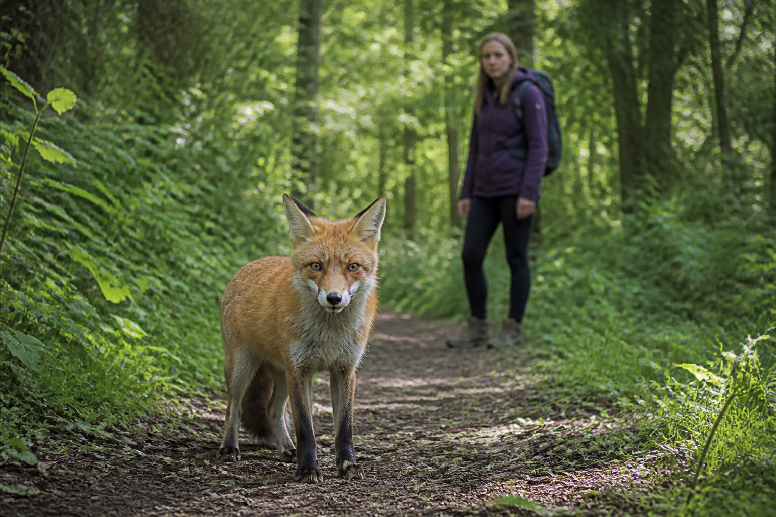 A red fox standing alert on a forest path with a person observing from a distance in the background.