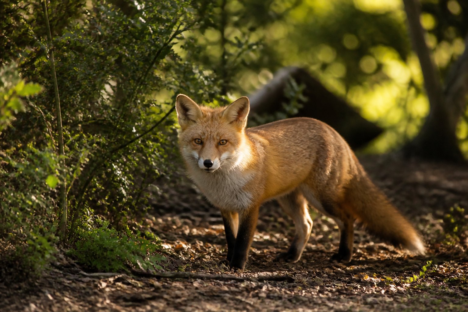 A wild fox standing alert in a forest with green foliage and sunlight filtering through the trees.