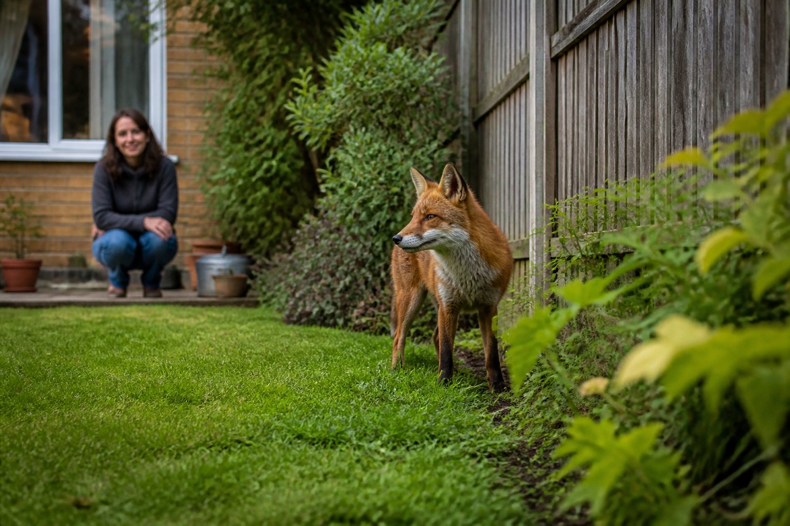 A red fox standing near a wooden fence in a suburban backyard while a person watches from a distance.
