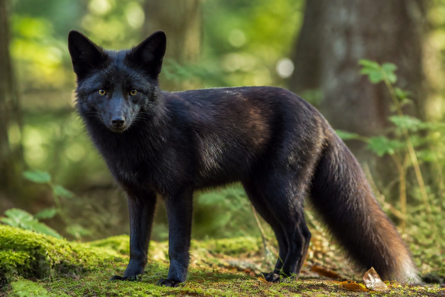 A black fox standing on a mossy forest floor surrounded by green plants and trees.