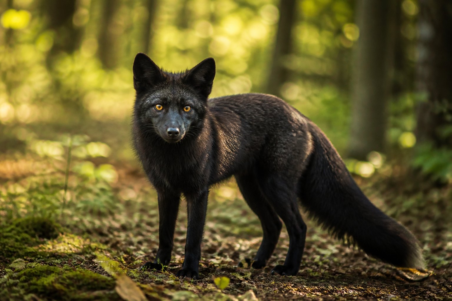 A black fox standing in a forest with green foliage and sunlight filtering through the trees.