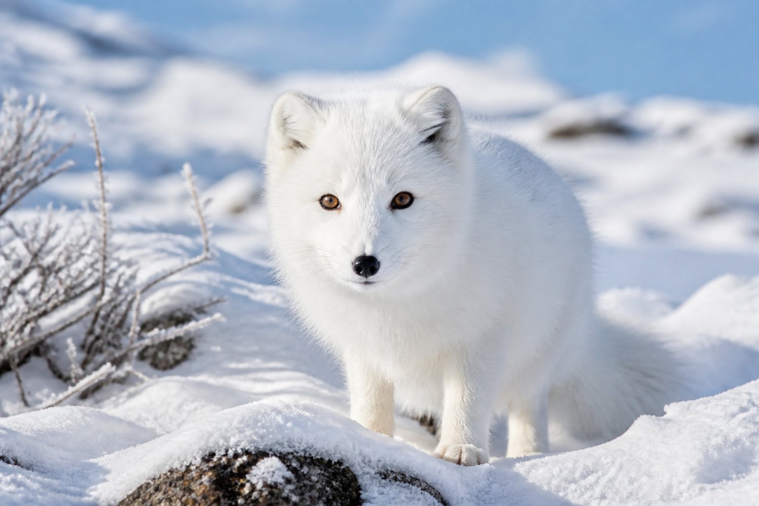 An Arctic fox with white fur standing in a snowy landscape with icy terrain and a clear blue sky.